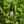 Load image into Gallery viewer, 1000mg (10%) piparmündimaitseline CBD õli